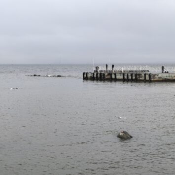 Причал в Петергофе